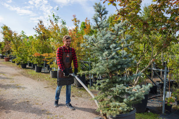 The Steps Involved in Our Tree Care Process in Ucon, ID